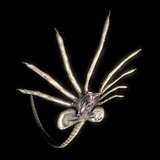 KGFacehuggers from patreon