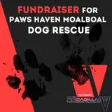 Moalboal_Dog_Rescue from patreon