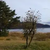 treeaeons from patreon
