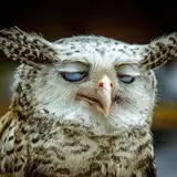 Ace_the_owl from patreon