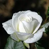 White Rose from patreon