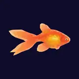 Goldfish from patreon