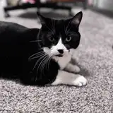ZackHasACat from patreon