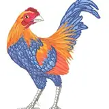 Gallus Rostromegalus from patreon
