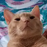 JibsGibblyVR from patreon